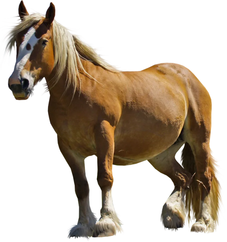Compare Horse Insurance Quotes Complete Guide