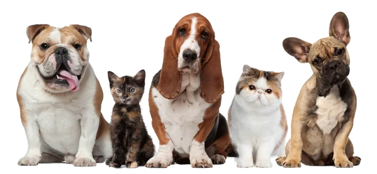 Compare Pet Insurance